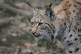 <p>RYS OSTROVID (Lynx lynx) Zoo Děčín</p>